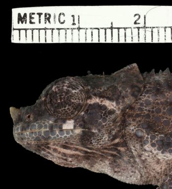 Media type: image;   Herpetology R-54502